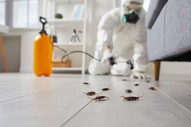 Commercial Rodent Management in Eunice